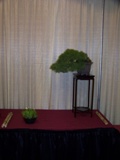 Professional bonsai exhibit MABS 2011 PIE